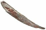 Fossil Shark (Hybodus) Dorsal Spine - Kem Kem Beds, Morocco #277672-1